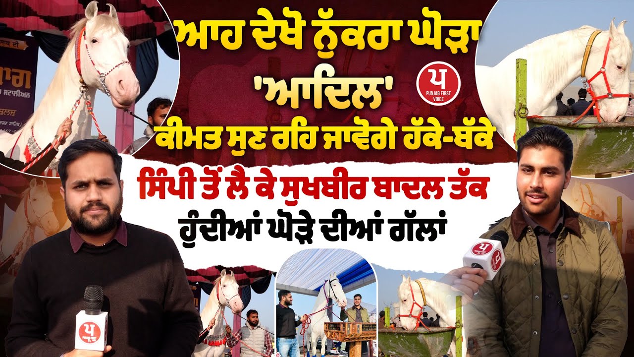 ਨਹੀਂ ਰੀਸਾਂ ਨੁੱਕਰੇ 'ਆਦਿਲ' ਦੀਆਂ, ਖੜ੍ਹ-ਖੜ੍ਹ ਦੇਖਦੇ ਲੋਕ, Sukhbir Badal ਵੀ...| Aadil Marwadi Stallion |