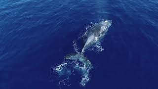 Za Film Baleines Réunion 2018