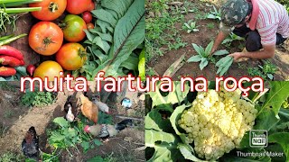 colheita incrível na nossa horta orgânica #farturanaroça #vidanaroça