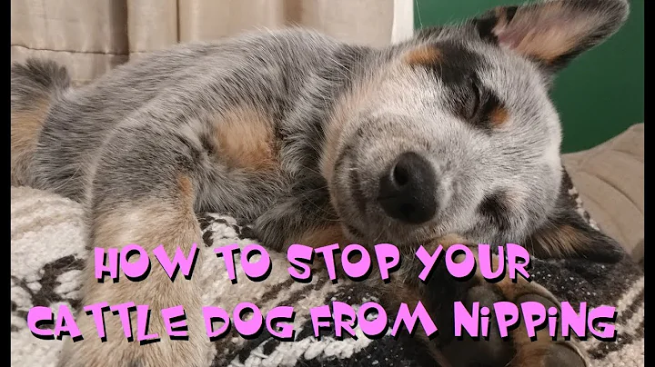 Stop Nipping in Australian Cattle Dogs - Expert Advice & Effective Training Techniques
