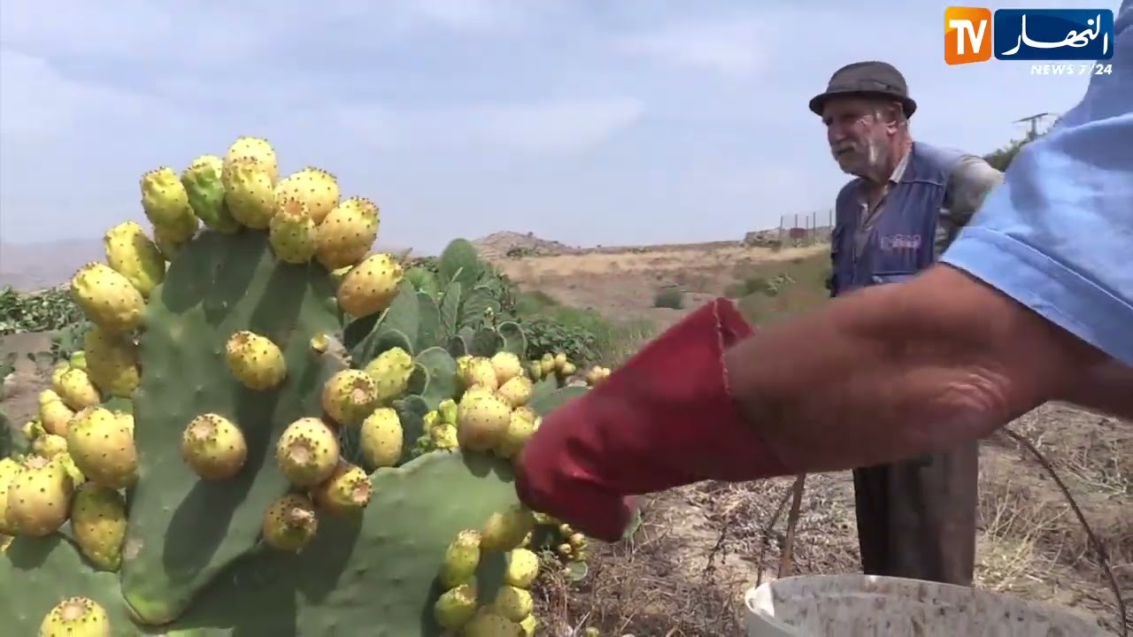 برج بوعريريج : انطلاق عملية جني التين الشوكي وسط إنتاج وفير و آمال كبيرة للفلاحين