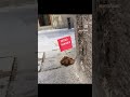 En alto delante de todo el mundo – trash art, urban art clip, urban art Barcelona