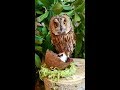 Сова отвечает на вопрос  | Owl answers questions