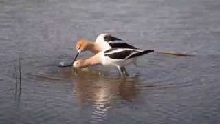 Avocet Mating screenshot 4