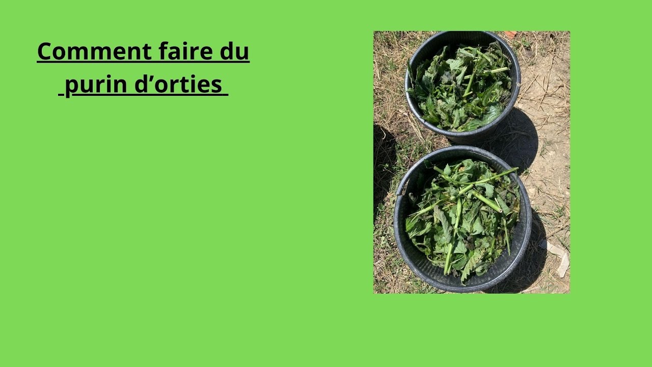 Comment faire du purin d'orties - YouTube