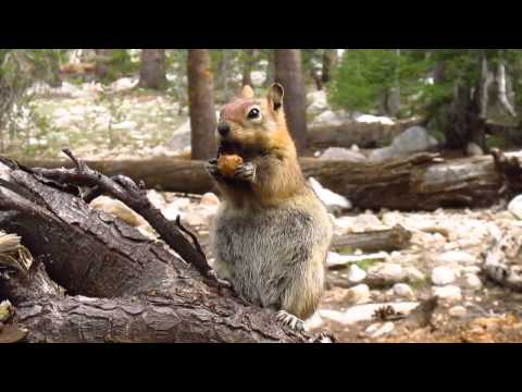 Videó: Mit esznek erdeinkben a mókusok?