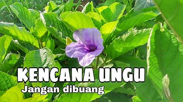 MANFAAT DAUN PLETEKAN / TANAMAN KENCANA UNGU BUAT KESEHATAN