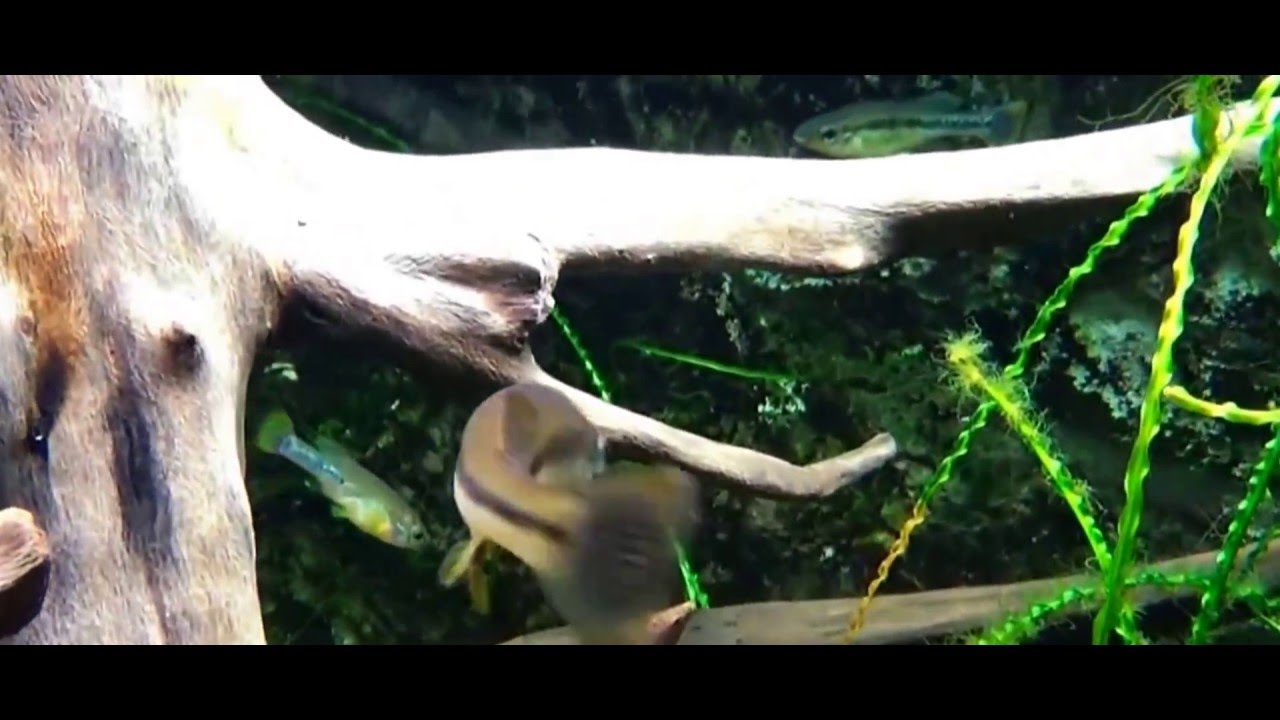 Илиодон Ксантуса (Ilyodon xantusi)