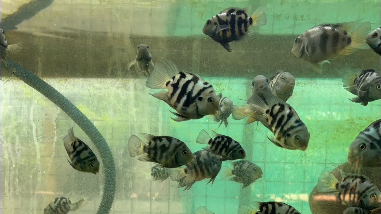 Best Food For Polar Parrot Fish Fry Best Food For Polar Parrot Fish Fry