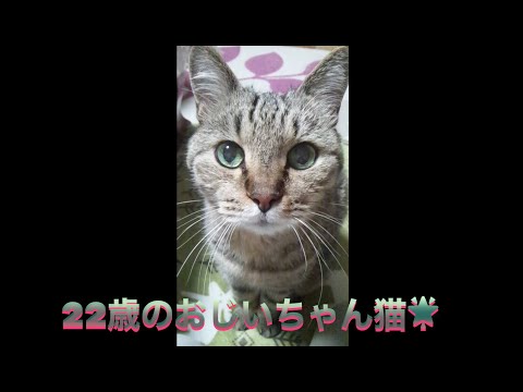 22歳の長生き猫 @10Cats