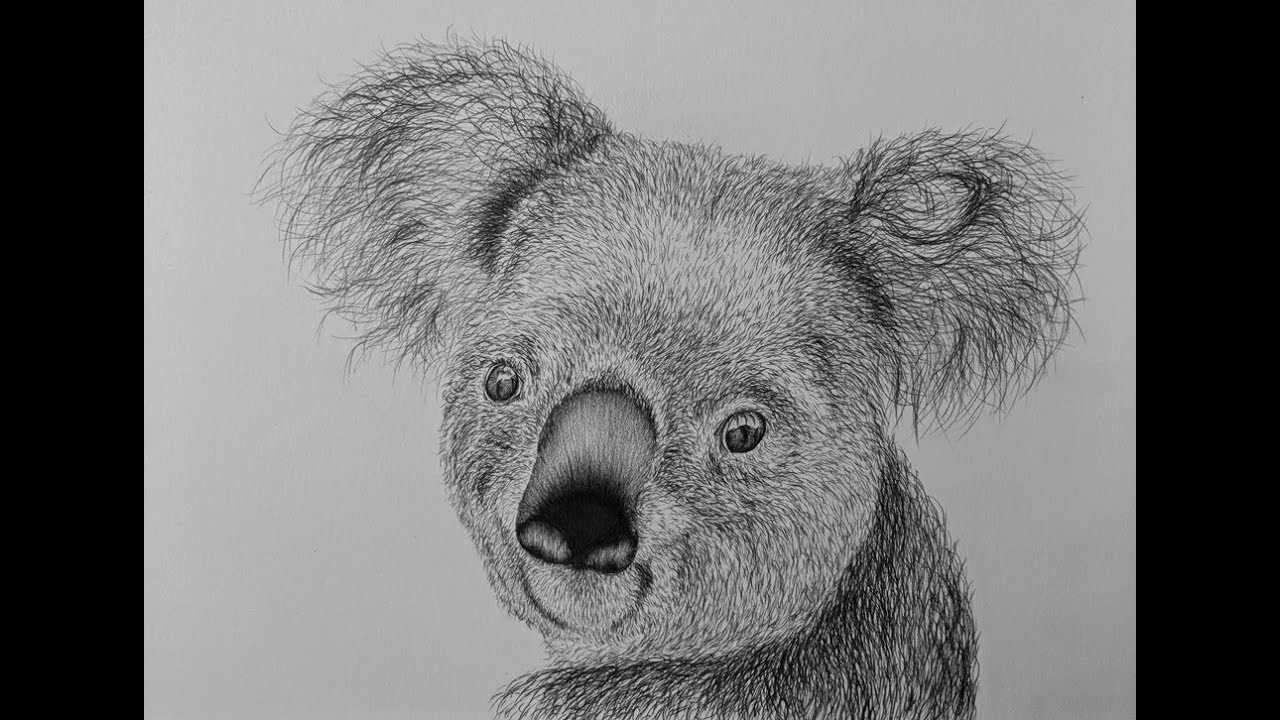 How to Draw & Paint a Koala