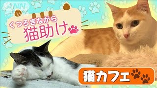 カフェでくつろぎながら猫助け。家族も見つかる？！(2022年2月22日)