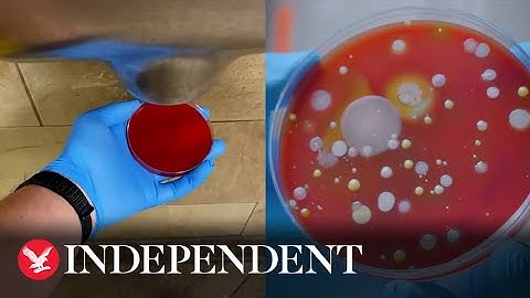 Experiment shows disgusting bacteria harboured by hand dryers