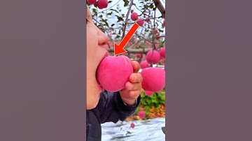 What Is Apple Under Microscope 😱 #apple #microscope