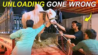 Hamare Qurbani Ke Bachray Ki Unloading Hui Wrong Or Hum Bht Bura Phans Gaye  