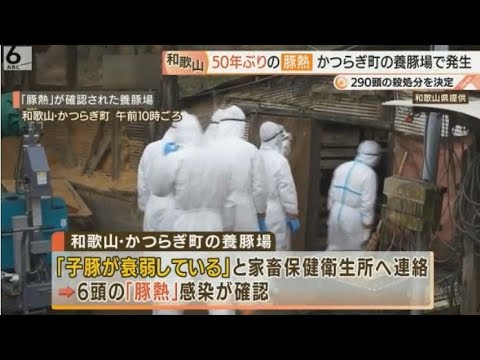 和歌山の養豚場で５０年ぶりに「豚熱」が発生 ６００人体制で殺処分(動物愛誤)(アニマルホーダー)(豚コレラ.豚熱.豬瘟.ClassicalSwineFever.CSF)(トキソプラズマ症)