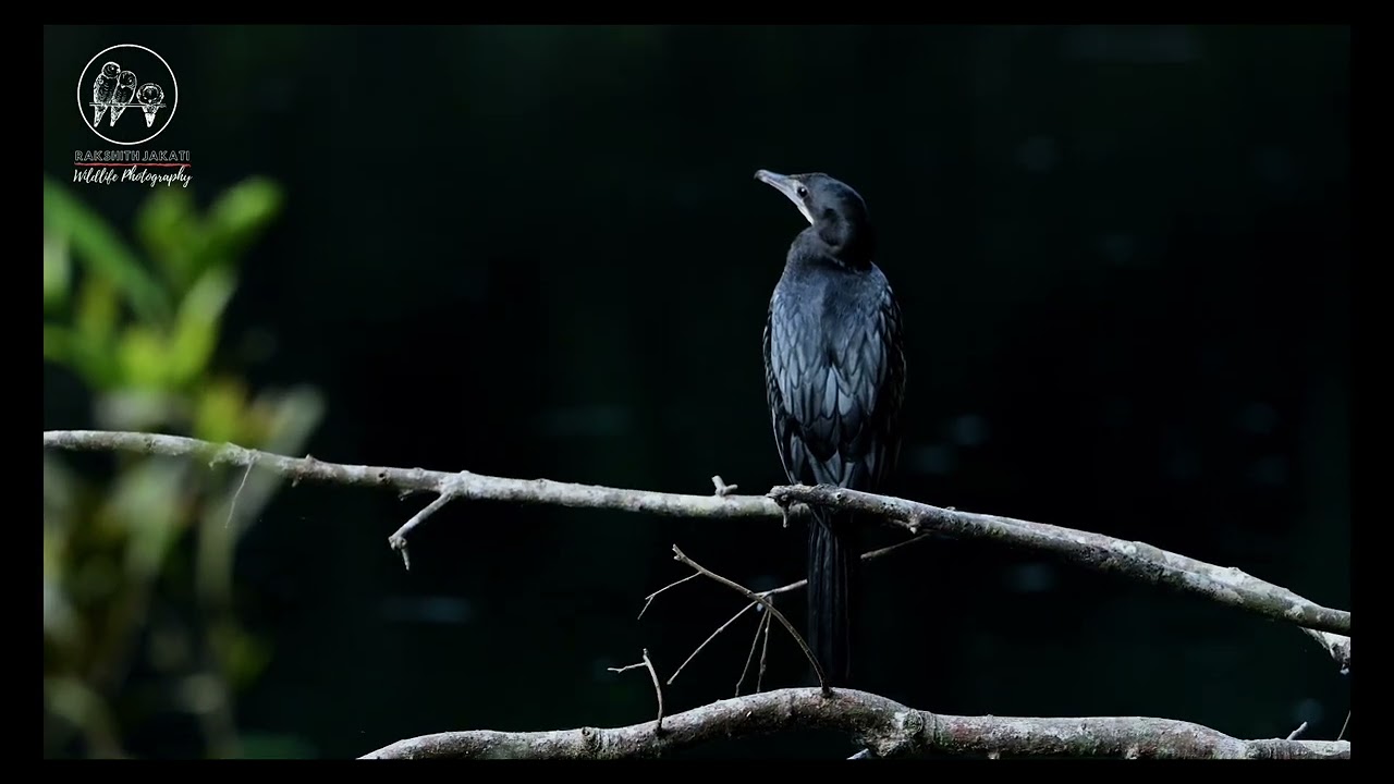 || Indian Cormorant ||