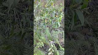 large bird catching business #funny #shorts #cute #animals #hunting
