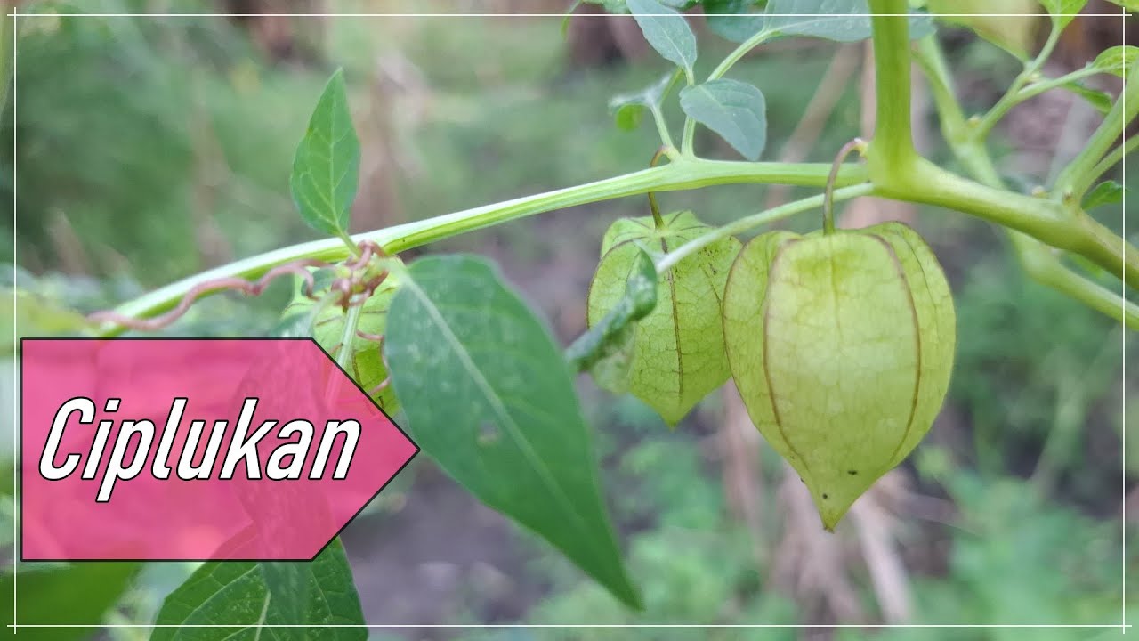 Ayo mengenal Ciplukan / Cecendet/ Physalis Angulata | Morel Berry ...