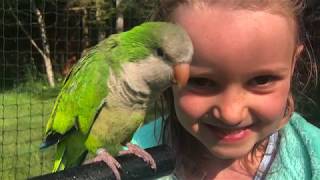 How My 6yr Old Tamed This Quaker Parrot (Without Me Knowing!)