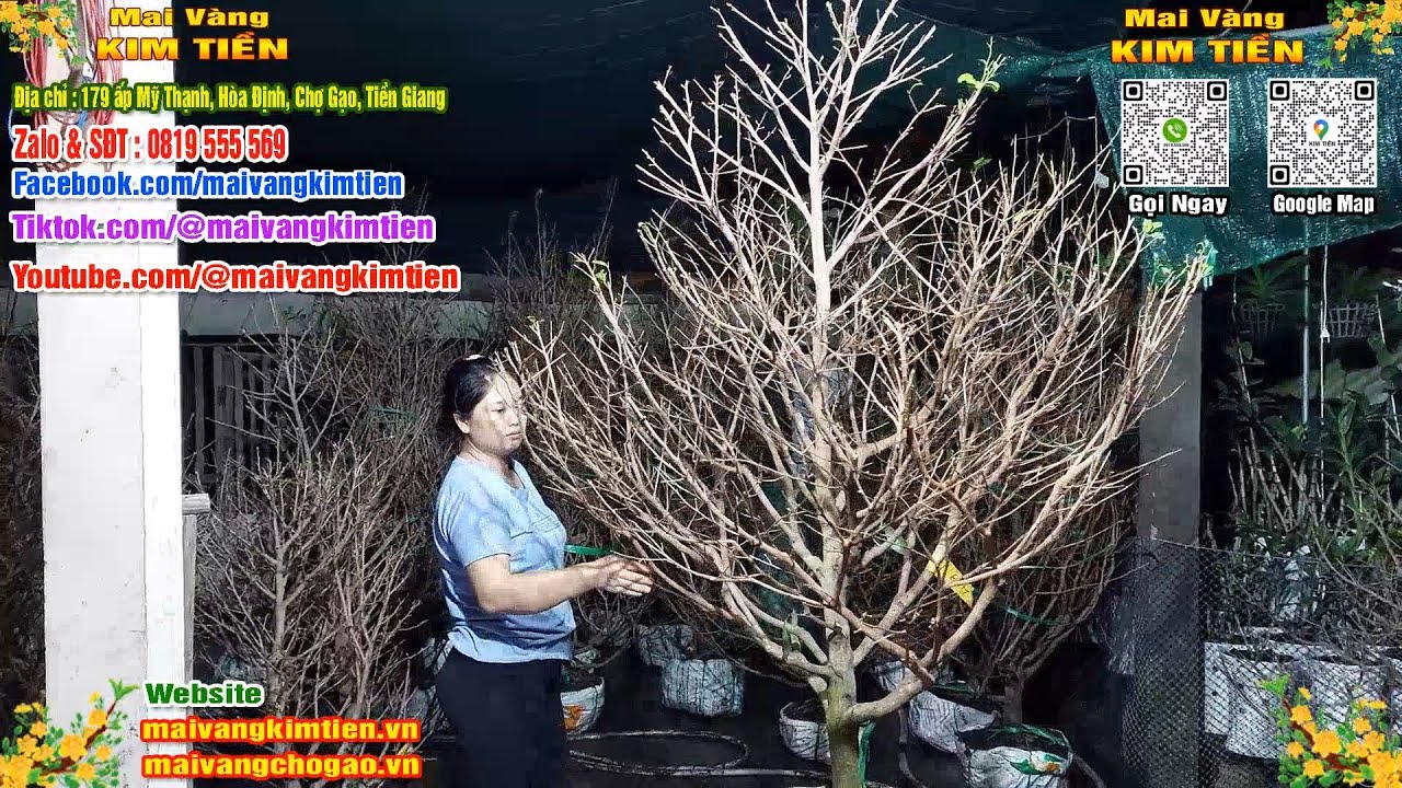 Mai Vàng Nụ Nhiều Đón Xuân Bao Ship Toàn Quốc - Mai Vàng Kim Tiền Chợ Gạo