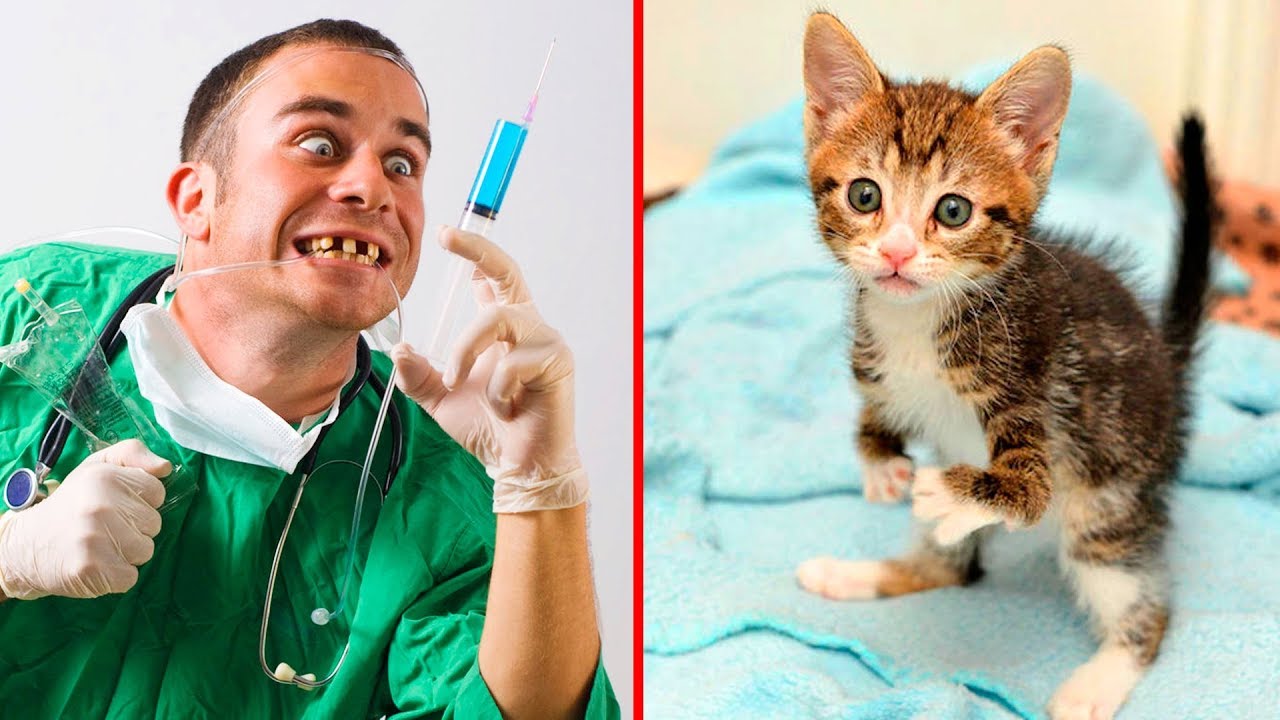 КОТЕНОК РОДИЛСЯ С ДЕФЕКТОМ КЕНГУРУ И ЕМУ ГРОЗИЛА ЭВТАНАЗИЯ! ОТ ЭТОЙ ИСТОРИИ СПАСЕНИЯ СЛЕЗЫ НА ГЛАЗАХ