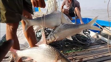Cao thủ thả lưới trúng nguyên bầy cá cóc gỡ đã tay () large toad fish