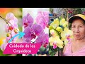 COMO cuidar las ORQUIDEAS en CASA - Como mantener Siempre Hermosas  Las Orquideas en Nuestro Jardin