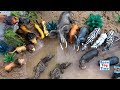 Toy Wild Safari Zoo Animals │Sea Animals Toys Fun Learning Videos For Kids