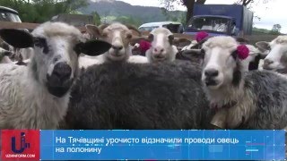 На Тячівщині урочисто відзначили проводи овець на полонину