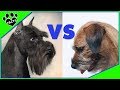 Miniature Schnauzer vs Border Terrier Which is Better? Dog vs Dog の動画、YouTube動画。