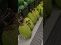 toddler sized jackfruits
