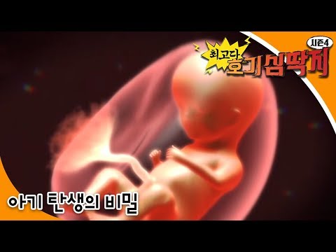 Why - 최고다! 호기심딱지 시즌4 - 아기 탄생의 비밀_#001