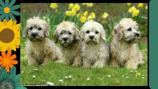 Dandie Dinmont Terrier dog | sweet dogs