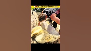 🐏🧶😨 From Scissors to 🐑🪒 Super Clippers | Sheep Shearing! #shorts #facts #scissors #clippers #haircut