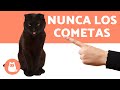 5 ERRORES que cometes al REGAÑAR a tu GATO 🙋‍♂️❌🐈