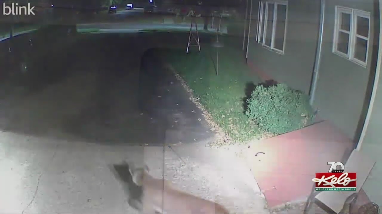 Mountain lion spotted roaming through Madison SD