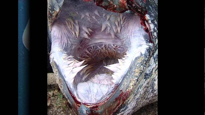 Most creepy deep sea creatures