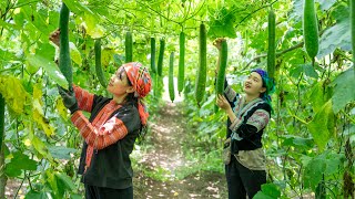 Two sisters harvest winter melon garden - make winter melon tea for summer - Bếp Trên Bản