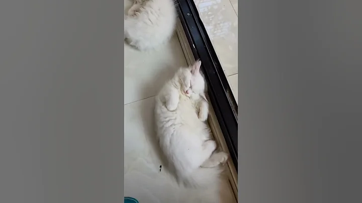 Video 11424171: persiancat cats funny cutecat, persiancat funny cat cute