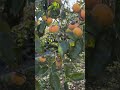 Persimmon in Japan