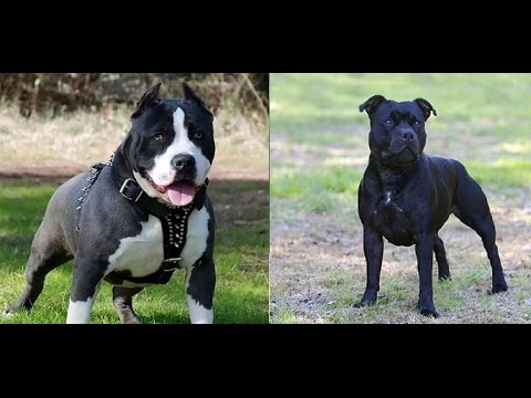 difference between staffy and pitbull