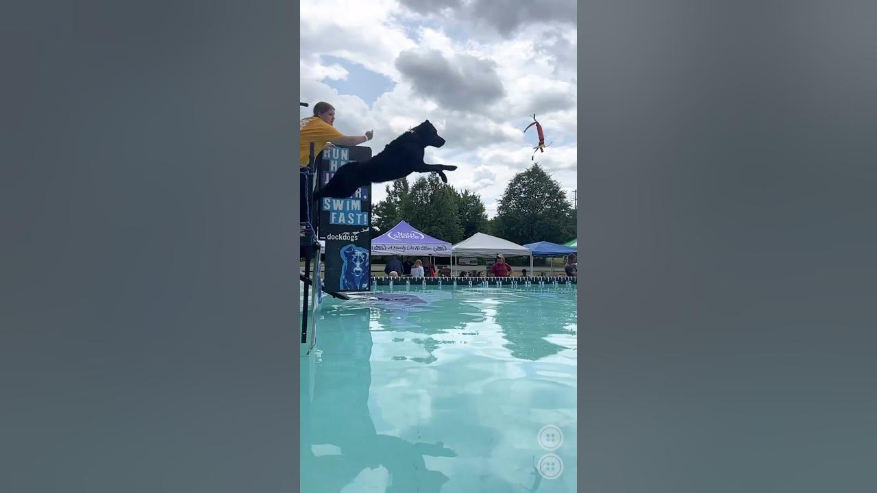 Dock Dogs Competition in Clifton Park YouTube