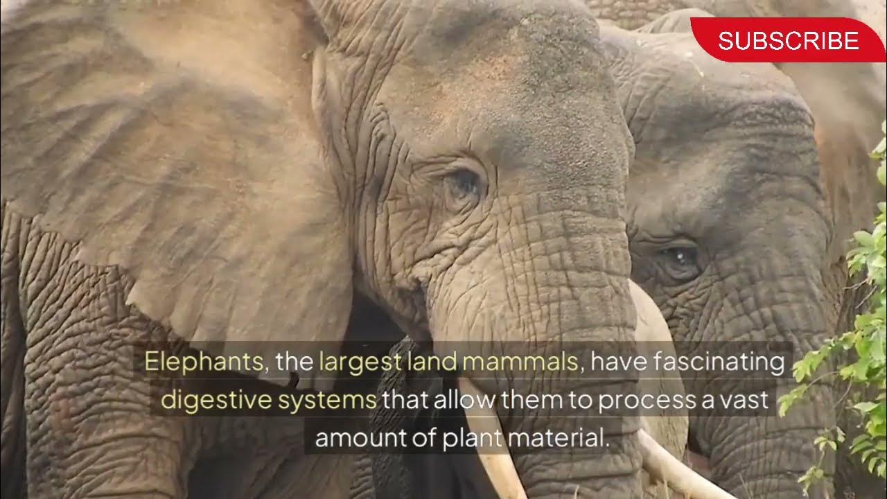 The Digestive System of Elephants: An In-Depth Look. - YouTube