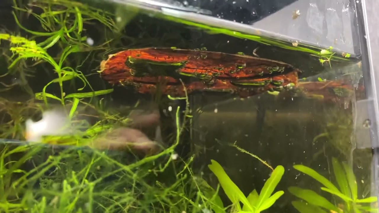 Spawning Report: Betta Imbellis (Incomplete) content media