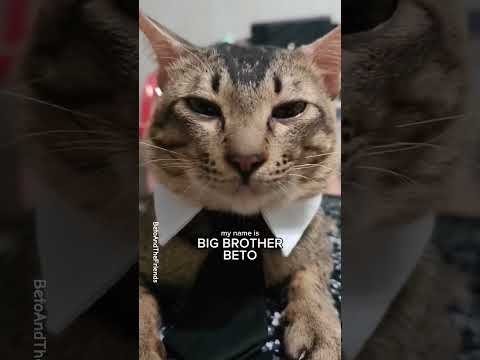 My Name Is Beto Catshorts Cat Cutecat Funnycats Catlife Catlovers