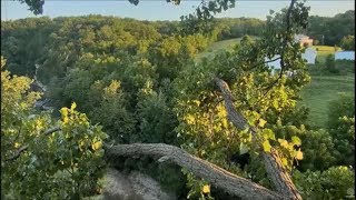 Decorah Eagles- Eaglets Follow Mom Over Creek