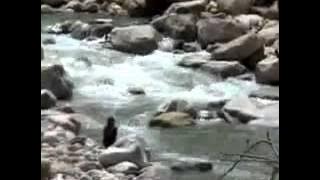 Holy Man - Trailer / Astra Film Festival 2006 / Special Screening