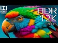 Real Colors 12K HDR 120fps Dolby Vision