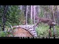 Bobcat Visits Camera Trap, Does Cat Stuff